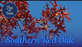 Tree of the Week: Southern Red Oak