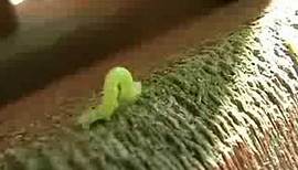 Inchworms