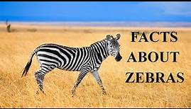 23 Thrilling Facts About Zebras(fascinating facts about zebra)