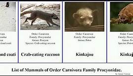 List of Mammals of Order Carnivora Family Procyonidae. olingo minor raccoon flavus coati nigripes