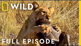 Wildlife Wars: Nature's Most Epic Brawls (Full Episode) | Animal Fight Night