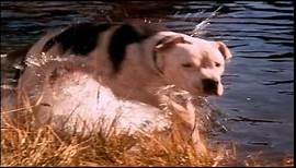 Homeward Bound: The Incredible Journey (1993) - Theatrical Trailer