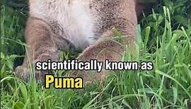 Meet Cougar : Second largest Cat species in America