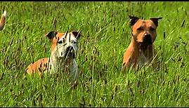 American Staffordshire Terrier: Informationen zur Rasse