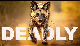 Africa's Most Successful Hunters Struggle To Survive | WILD DOGS | Real Wild