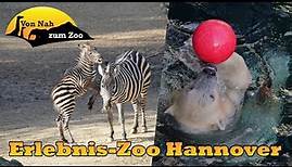 Erlebnis-Zoo Hannover - Eine Weltreise an einem Tag? - Von Nah zum Zoo