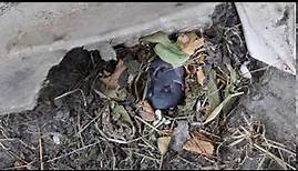 Mäusenest unter Gerümpel im Garten entdeckt