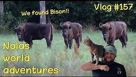 We found bison 🦬😻 Vlog #157