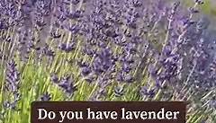Lavender and Lavandin 💜There are hundreds of varieties of lavender but there are two main types that can help you know how best to use your lavender. ⏺️ Lavandula Angustifolia or true lavender is also known as “English Lavender”. They are generally shorter, compact plants that bloom in early summer and can have a second bloom in late summer. Lavender plants have only one flower head per stem and the colors are deep and vibrant. ⏺️ Lavender buds are also edible and canned be used in culinary del