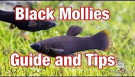 Black Mollies - The Best Beginner Fish Guide