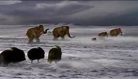 Land Of The Mammoth Musk Ox