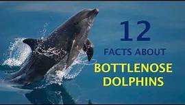 12 Amazing Facts About Bottlenose Dolphins