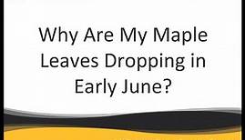 Why Are My Maple Leaves Dropping in Early June?