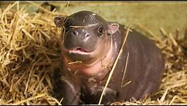 Adorable baby pygmy hippo born