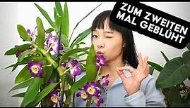 Orchidee Dendrobium Nobile wieder zum Blühen bringen 🌸🌺 | ausführliche Pflegeanleitung