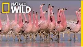 These Flamingos Have Sweet Dance Moves | Wild Argentina