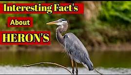 Interesting Facts About Heron || Great Blue Heron Facts