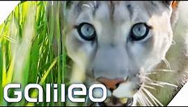 Der Puma - Ein ideales Haustier? | Galileo | ProSieben