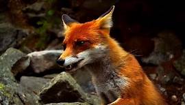 The Secret Life of Fox - Wildlife Wars (Nat Geo)