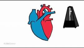 Herzrhythmusstörung: Warum kommt das Herz aus dem Takt? - NetDoktor.de