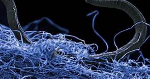 Massive ‘deep life’ study reveals billions of tonnes of microbes living far beneath Earth’s surface
