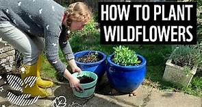 How to plant wildflowers | Sustainable tips | WWF