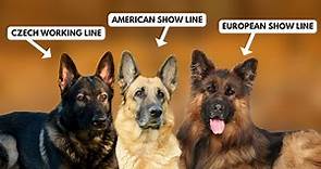 5 Types of German Shepherds and How to Identify Them