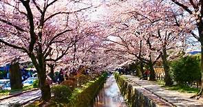 The Philosopher's Walk in Kyoto | JRailPass