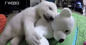 Nora the polar bear cub growing up