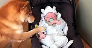 Ce chien trop mignon s'occupe de bébé - Vidéo Dailymotion