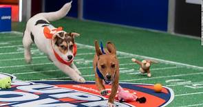 Puppy Bowl 2022: este fue el adorable equipo ganador