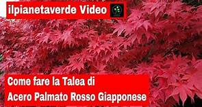 Come riprodurre per talea l'Acero Palmato Rosso Giapponese ( Acer Atropurpureum )