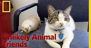 The Cat and the Rat | Unlikely Animal Friends