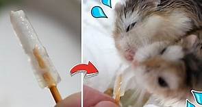 【DIY】倉鼠的鮮蘆薈冰棒! 搶著吃的養生鼠 :3 消暑的健康美食!