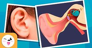 El oído y sus partes - ¿Cómo funciona el oído? - Recopilación - Los sentidos para niños