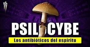 HONGOS PSILOCYBE 🍄 Los Antibióticos del Espíritu