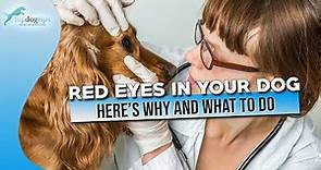 Red Eyes in Your Dog Here’s Why and What to Do