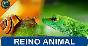 REINO ANIMAL