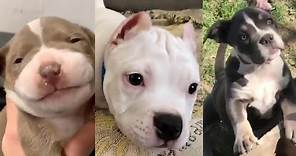 Pitbulls Being Wholesome EP. 6 | Funny and Cute Pitbull Compilation
