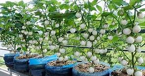 Growing Eggplant at home with seeds for many fruits, high yield
