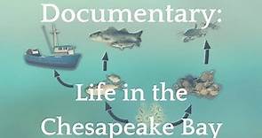 Documentary: Life in the Chesapeake Bay