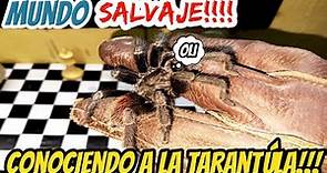 Mundo Salvaje! Conociendo a la tarántula mexicana Brachypelma vagans