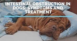 Intestinal Obstruction In Dogs: Symptoms And Treatment