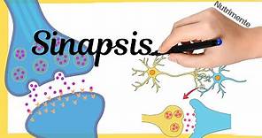 La SINAPSIS [Transmisión de información entre neuronas]