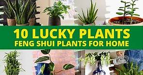 10 Indoor Lucky Plants for Home in 2021! Best Feng Shui Plants 👍