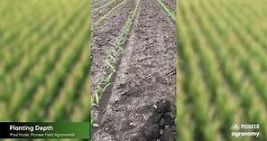 Corn Planting Depth: 5 Reasons Why it’s Important