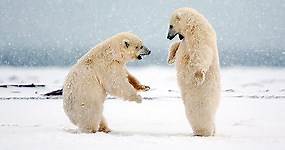 Polar Bear | National Wildlife Federation