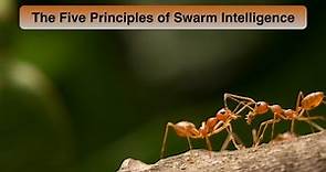 Five Principles of Swarm Intelligence