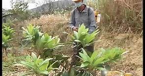 枇杷高产栽培技术 Loquat Planting & Care 7