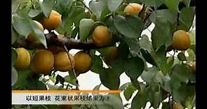 杏树种植 杏树的种植技术 杏树全套技术教学
